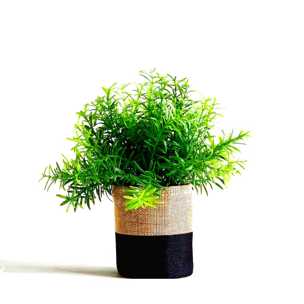 Indoor Plant Secculant